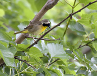 Common Yellow throat